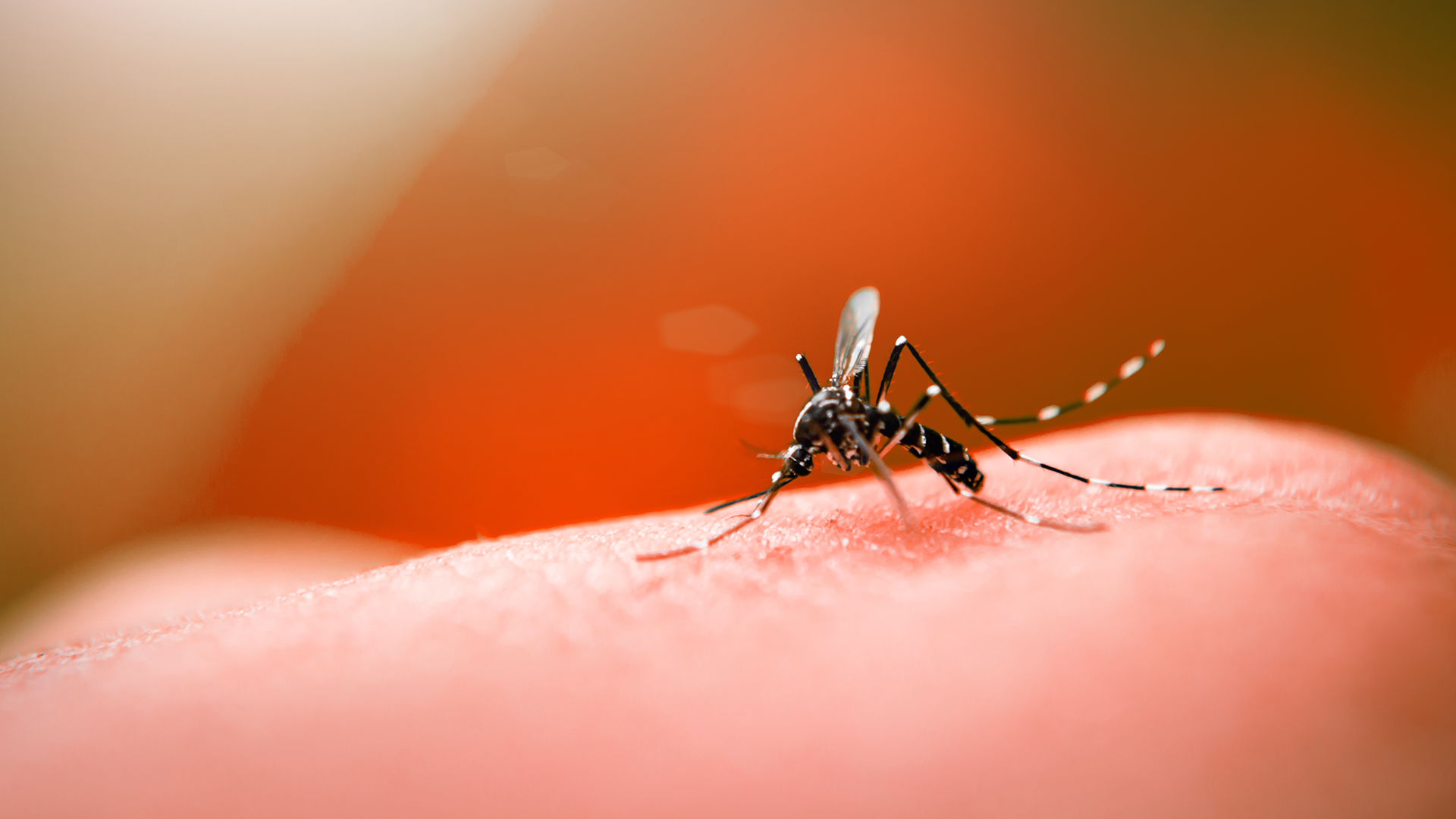Mosquito da dengue: saiba como é o Aedes aegypti