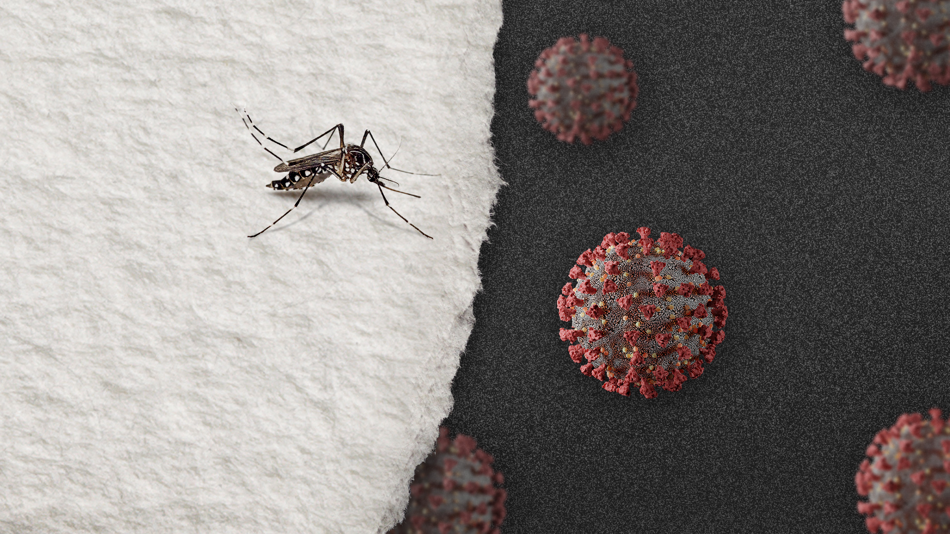 Dengue e covid-19: qual a relação entre essas doenças?
