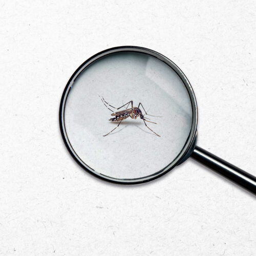 sintomas da dengue zika e chikungunya