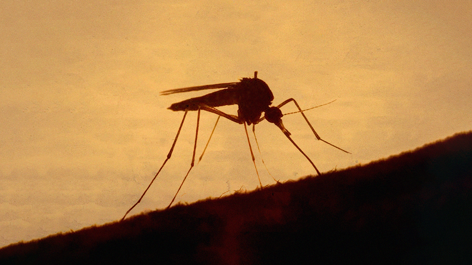 Vacinas contra dengue: tire suas dúvidas!